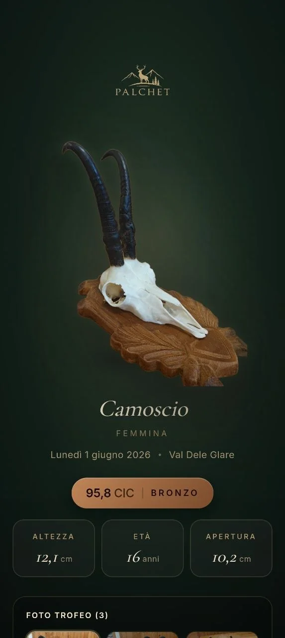 La vetrina di un trofeo: camoscio con punteggio CIC, medaglia e misure, su fondo verde scuro.